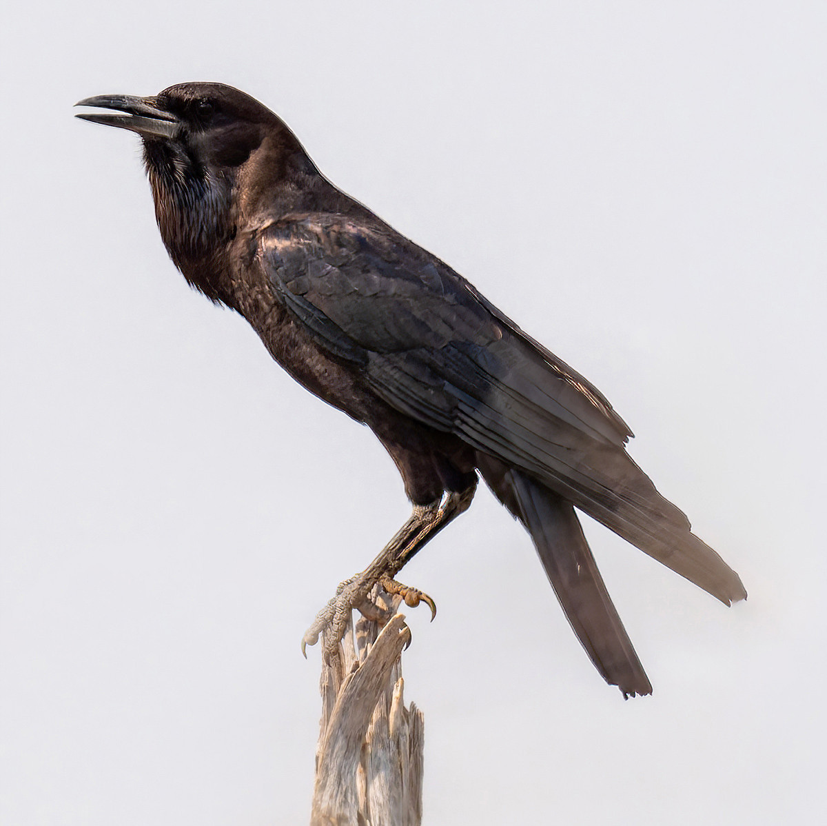 image Cape Crow